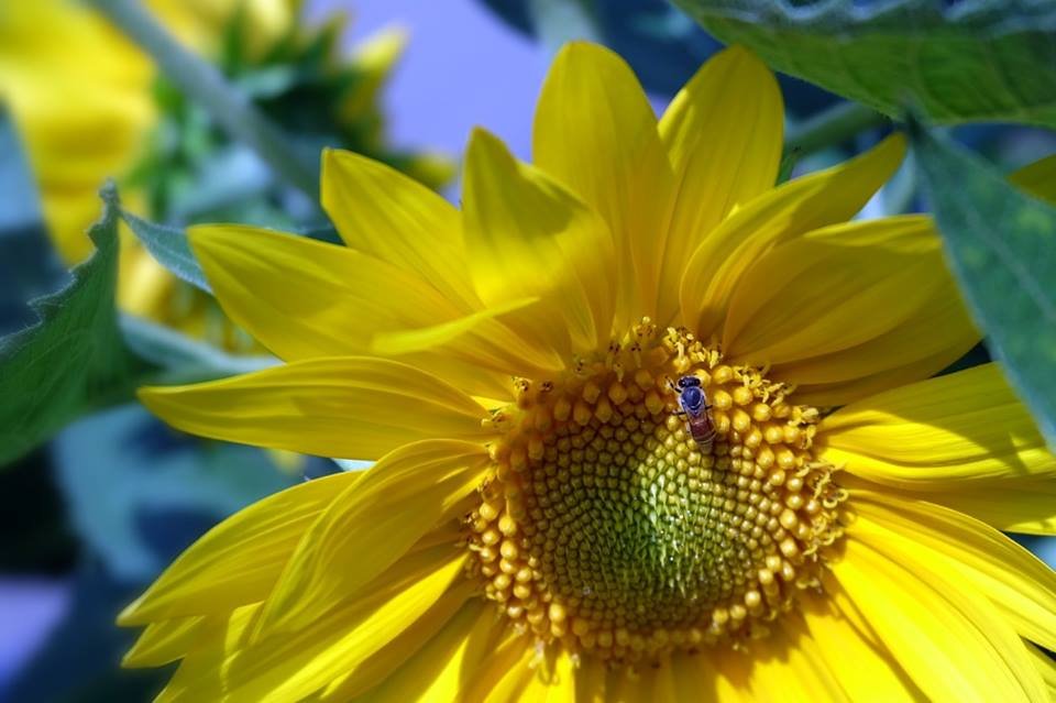 GBP Class Exhibition